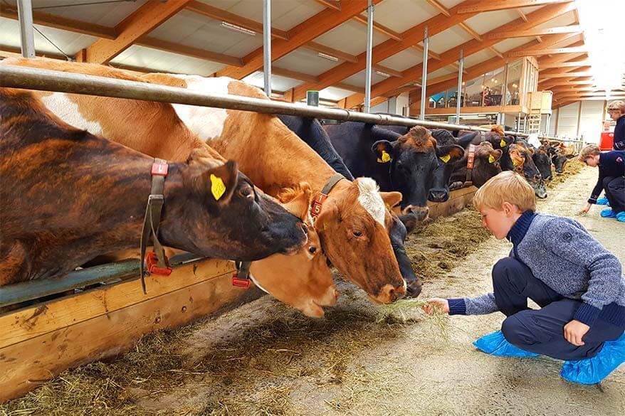 Cows at Kaffi Ku near Akureyri in Iceland