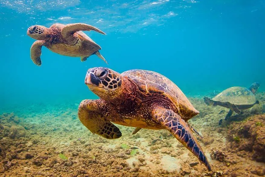 Green Sea Turtles in Hawaii