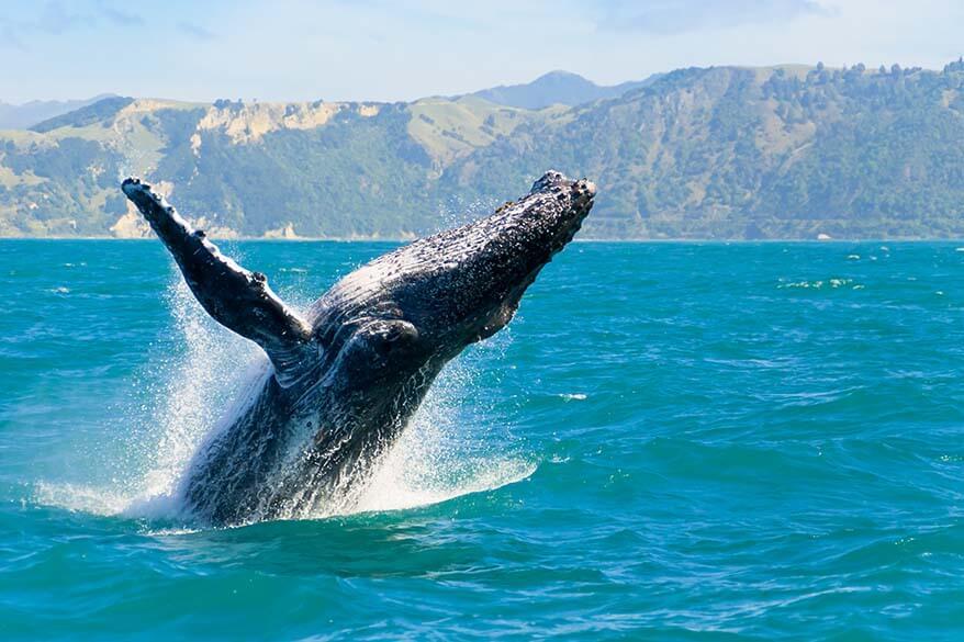 Humpback whale in Maui Hawaii