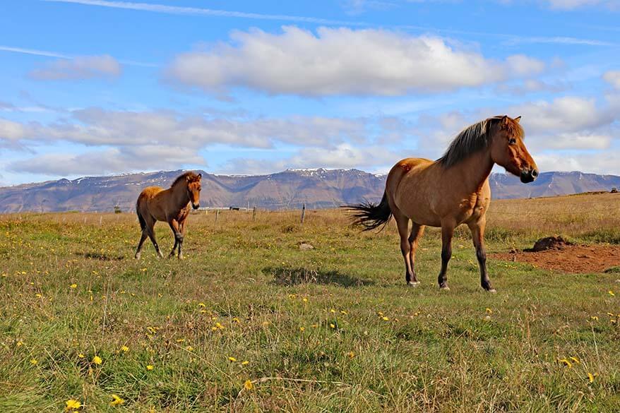 Icelandic horses in Trollaskagi Peninsula