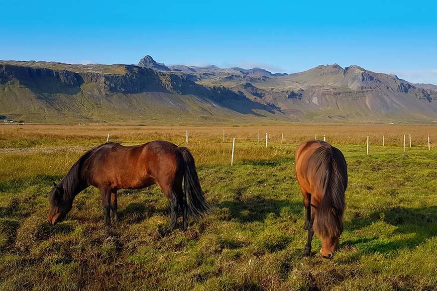 Icelandic horses