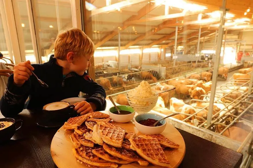 Icelandic waffles at Kaffi Ku