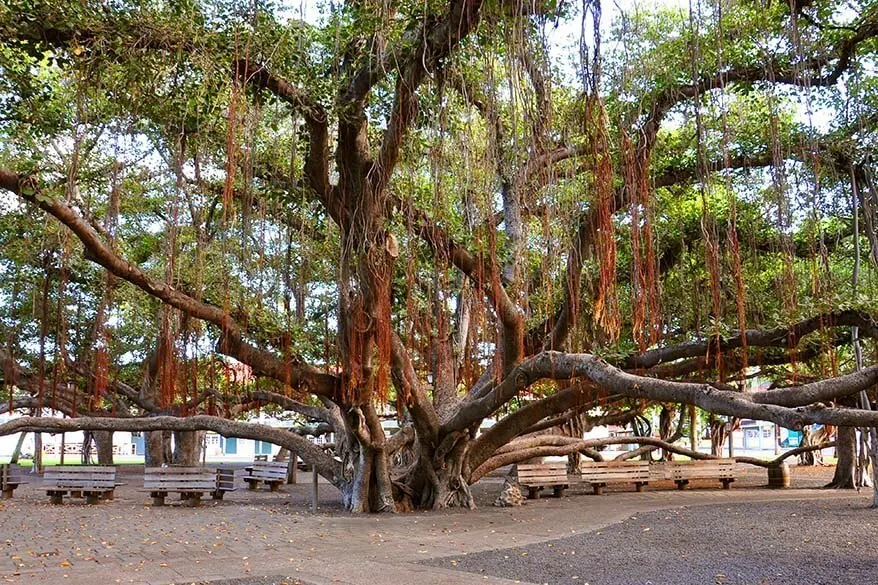 Lahaina Banyan Tree in Maui