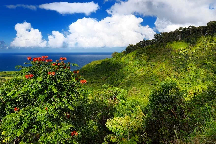 Maui coastline and flowers