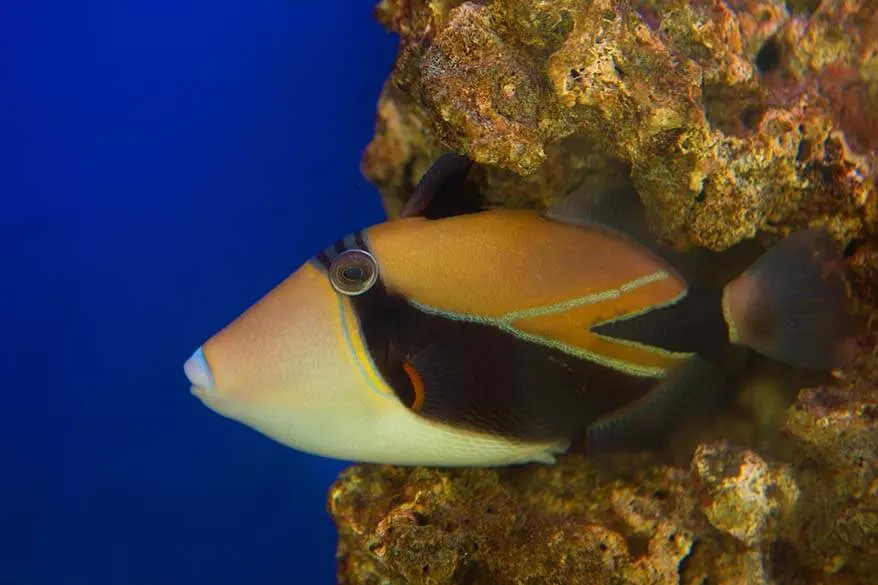 Reef triggerfish - Hawaii state fish