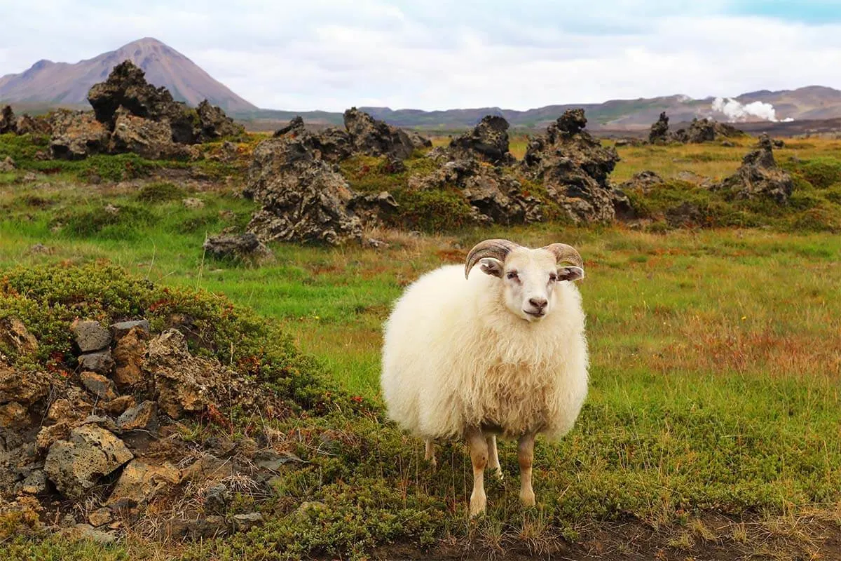 Sheep in Myvatn region in North Iceland