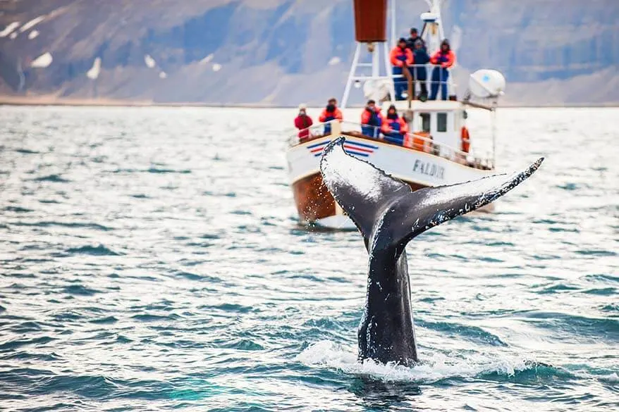 Whale watching in Husavik