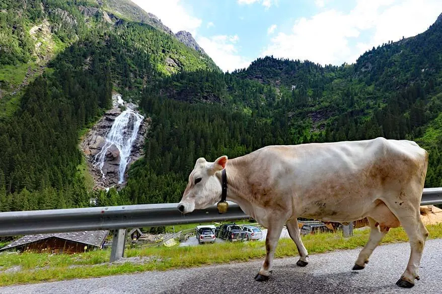Cow on the road at the Grawa Waterfall in Stubai Austria