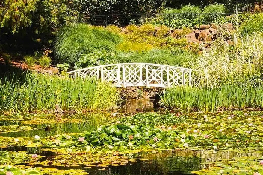 Lily Pond Exhibit Royal Tasmanian Botanical Gardens in Hobart