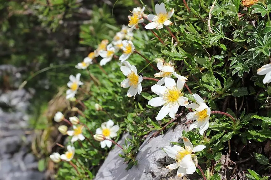 Mountain flowers along the Seebensee hike
