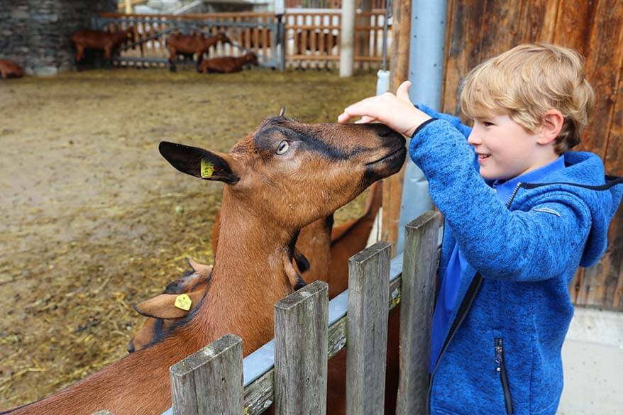 Zillertal with kids - visiting a show farm at ErlebnisSennerei Zillertal