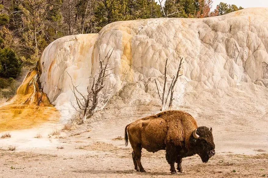 Bison at the Upper Terrace Drive in Mammoth Hot Springs Yellowstone