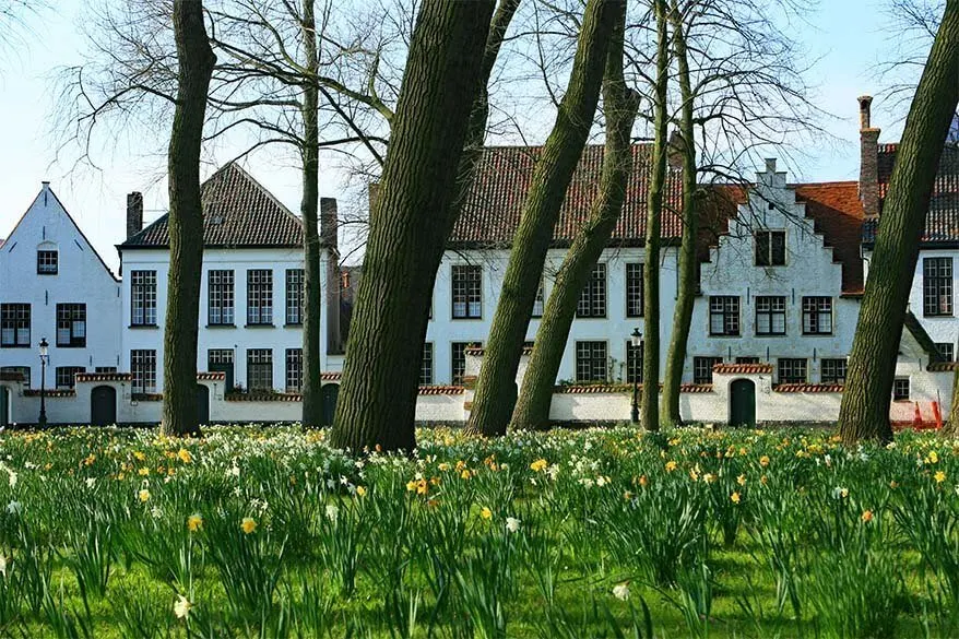 Bruges Beguinage with blooming daffodils in spring