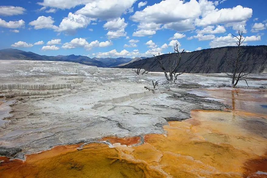 Grassy Spring at Mammoth Hot Springs