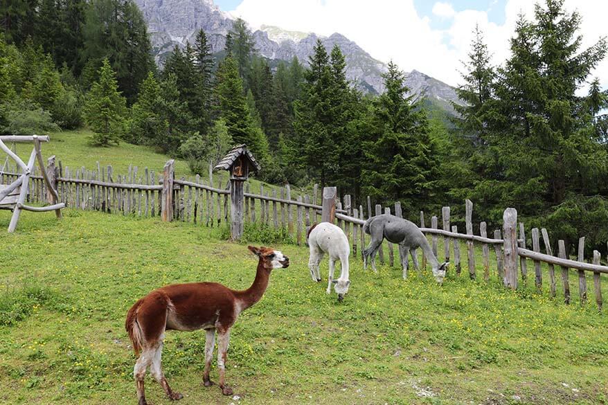 Lamas at Schlickeralm playground at Schlick 2000