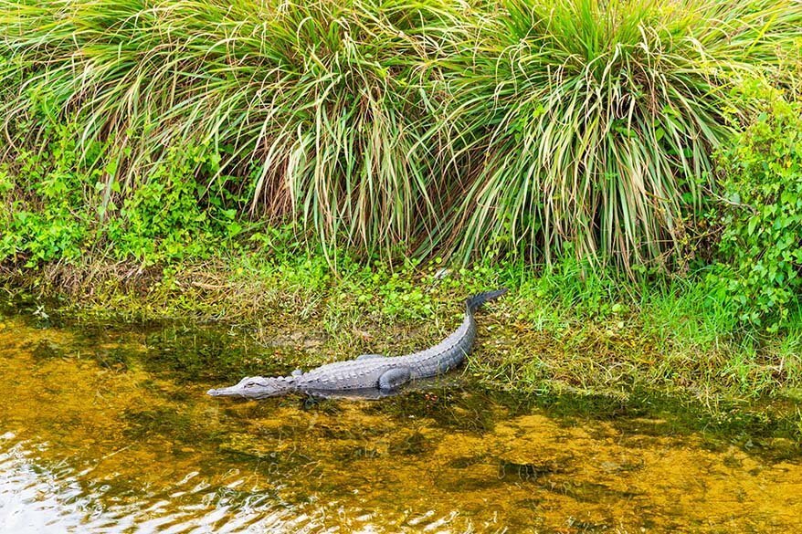 Alligator in Everglades in February