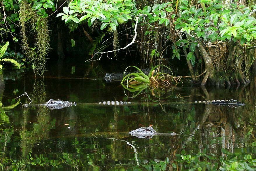 Alligators in Everglades National Park
