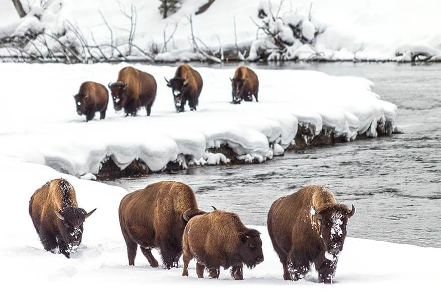 Bison in Yellowstone National Park in winter