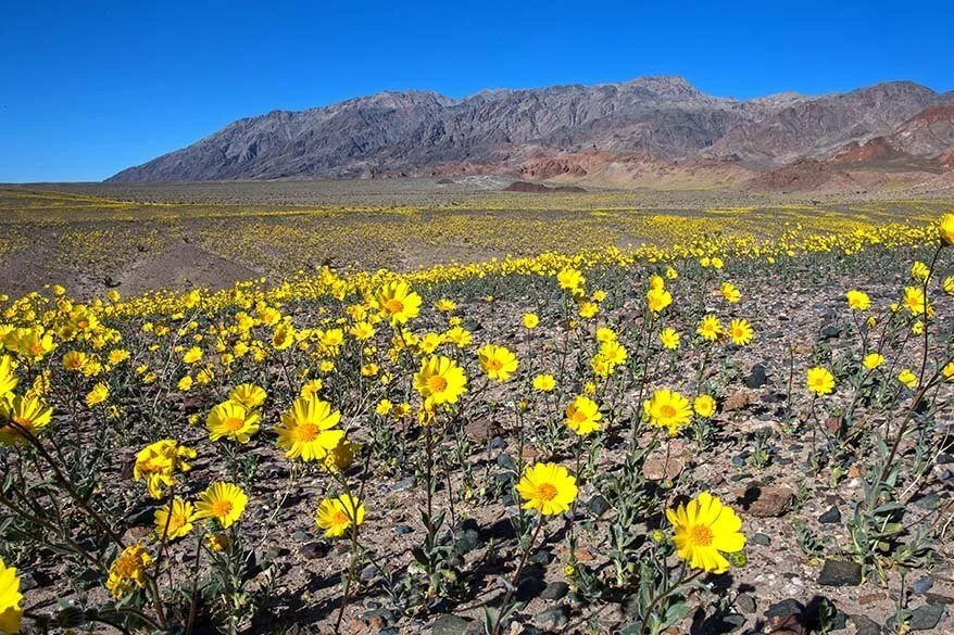 Death Valley super bloom in February