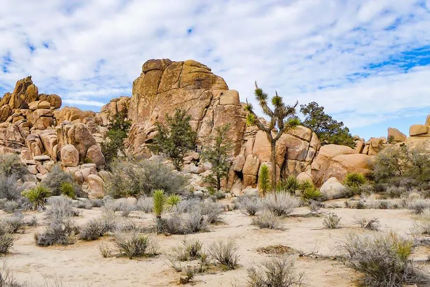 Joshua Tree NP in December