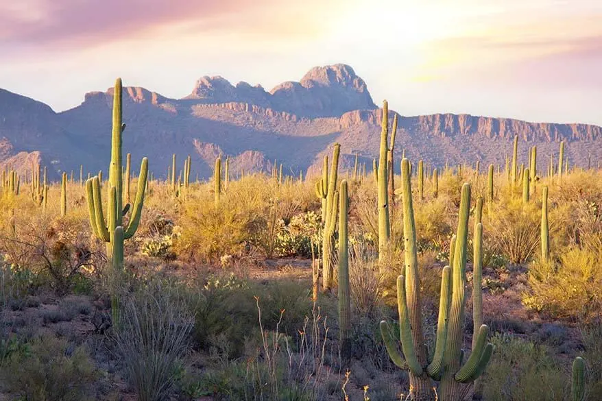 Saguaro National Park in winter