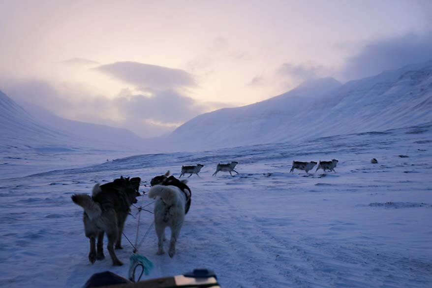 Svalbard reindeer seen on a dog sledding trip in February