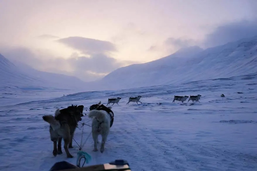 Renos de Svalbard vistos en un viaje en trineo tirado por perros en febrero