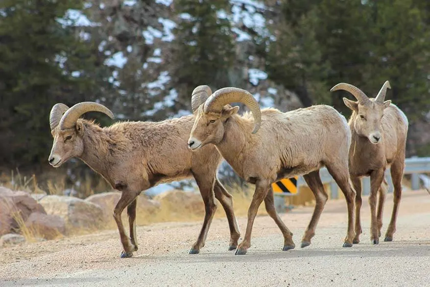 Bighorn sheep in Rocky Mountain National Park in January