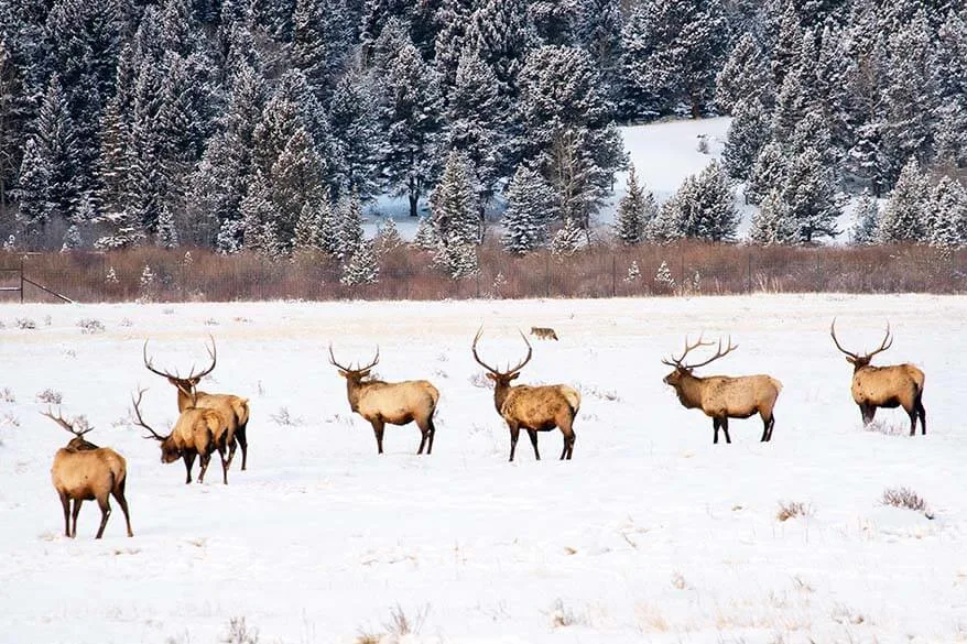 Wildlife in Rocky Mountain National Park in winter