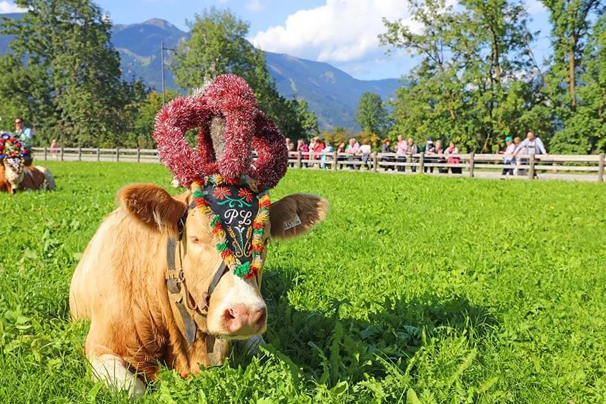Almabtrieb cattle drive in Austria in September