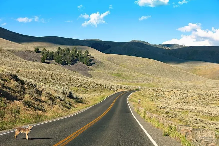 Best roads in the world - Lamar Valley in Yellowstone National Park