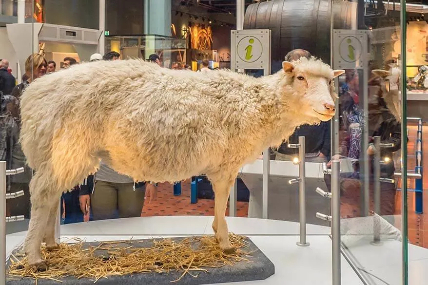 Dolly the Sheep at the National Museum of Scotland in Edinburgh