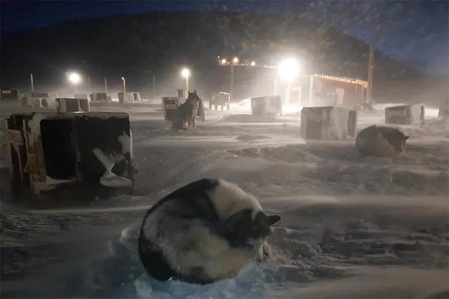 Huskies in Svalbard in winter