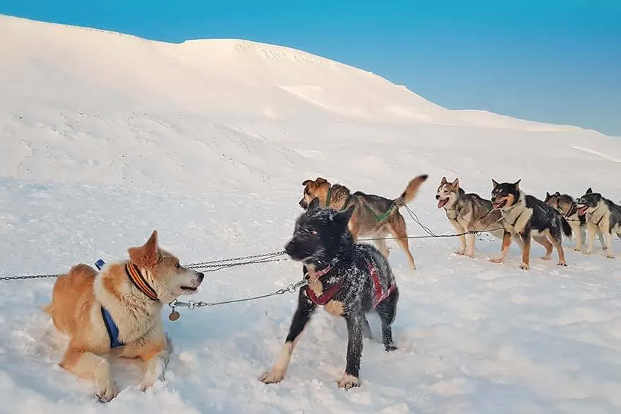 Huskies of Green Dog Svalbard