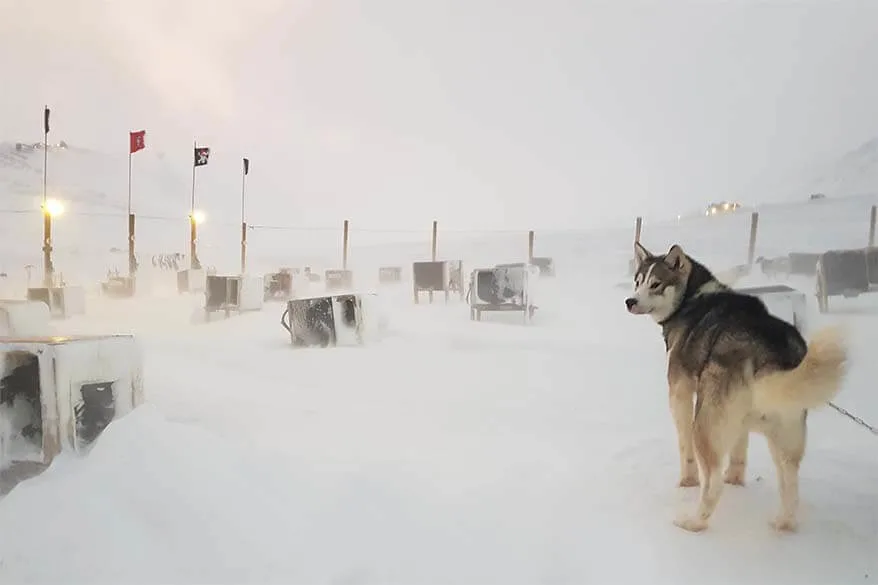 Husky at Green Dog Svalbard