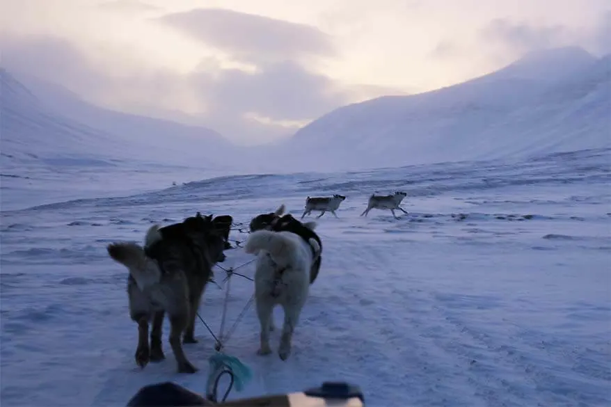 Reindeer crossing the path on the dog sledding tour in Svalbard