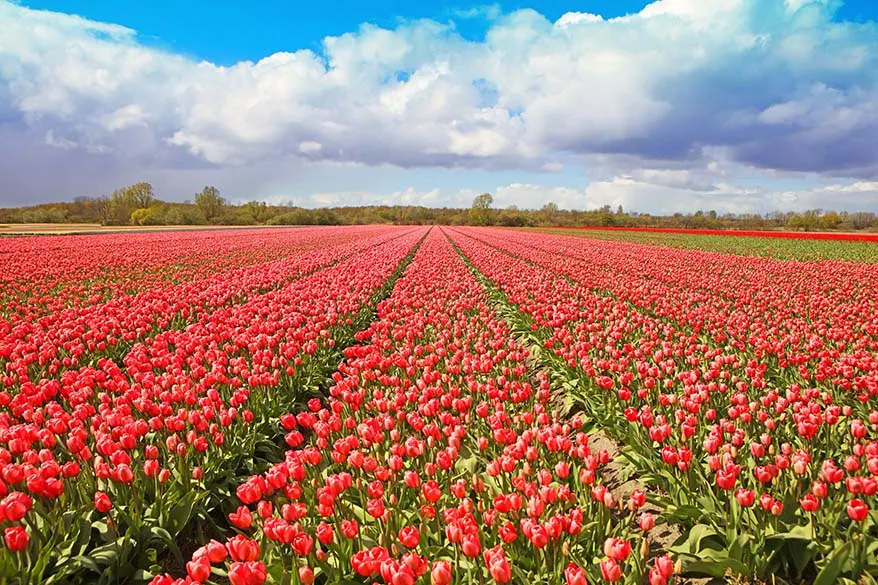 Tulip fields in the Netherlands in April