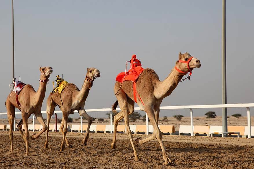 Camel racing med robot jockeyer i UAE