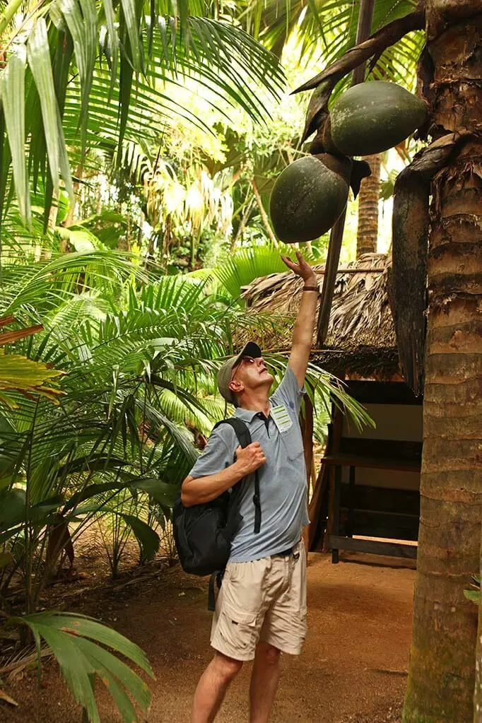 Coco de mer in Vallee de Mai, Praslin Island Seychelles