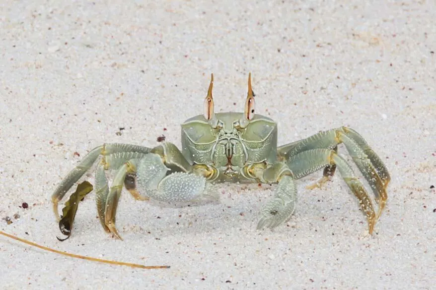 Crab on a beach in Seychelles