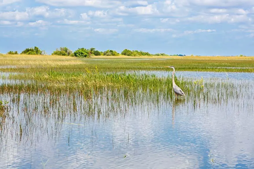 Everglades National Park in January