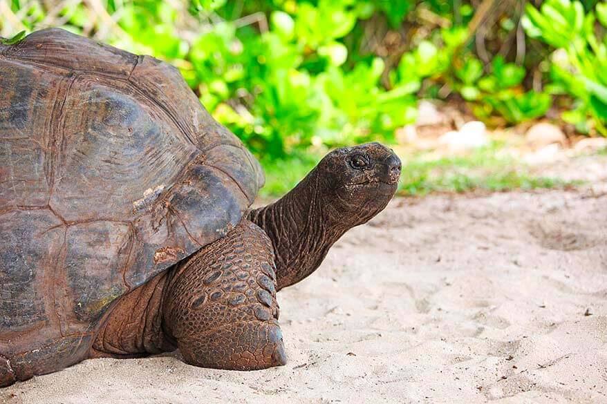 Giant tortoise Seychelles