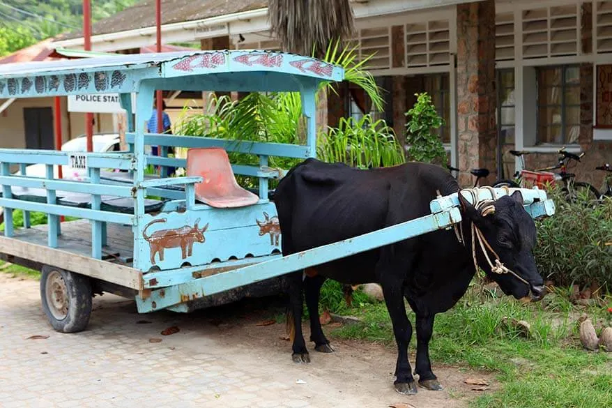Ox cart on La Digue island in Seychelles