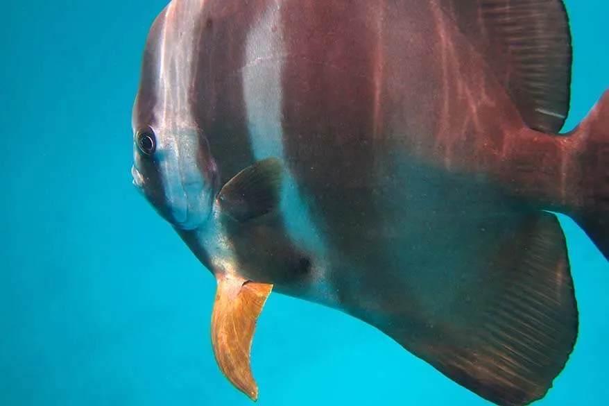 Snorkeling in Seychelles