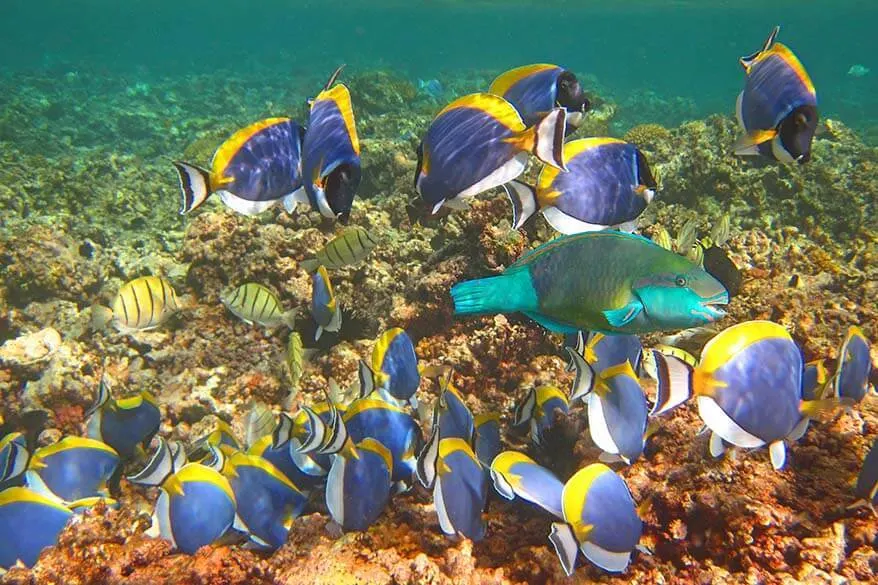 Snorkeling in Seychelles