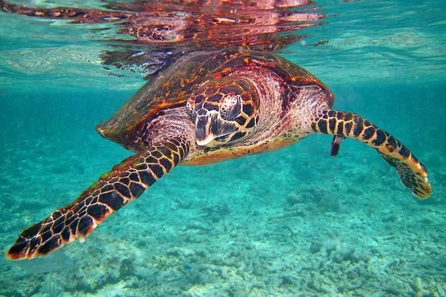 Snorkeling with sea turtles in Seychelles