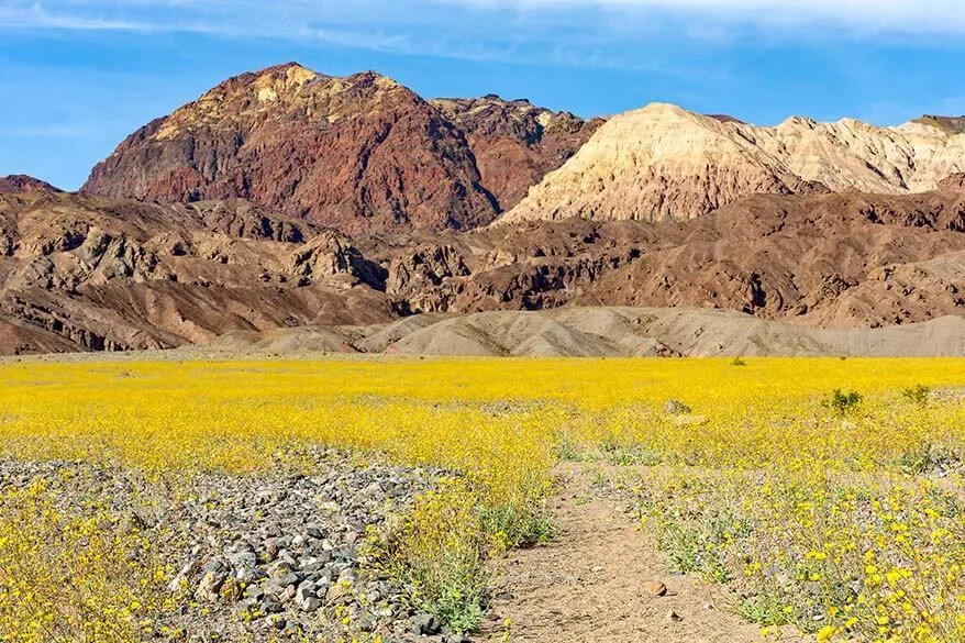 Superbloom in Death Valley in March