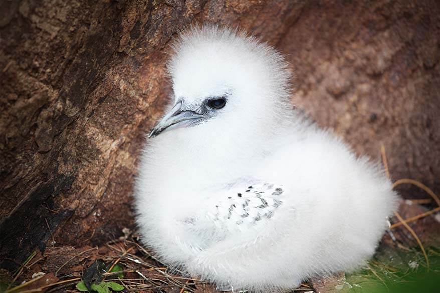 White tailed Tropicbird Chick on Cousine Island Seychelles