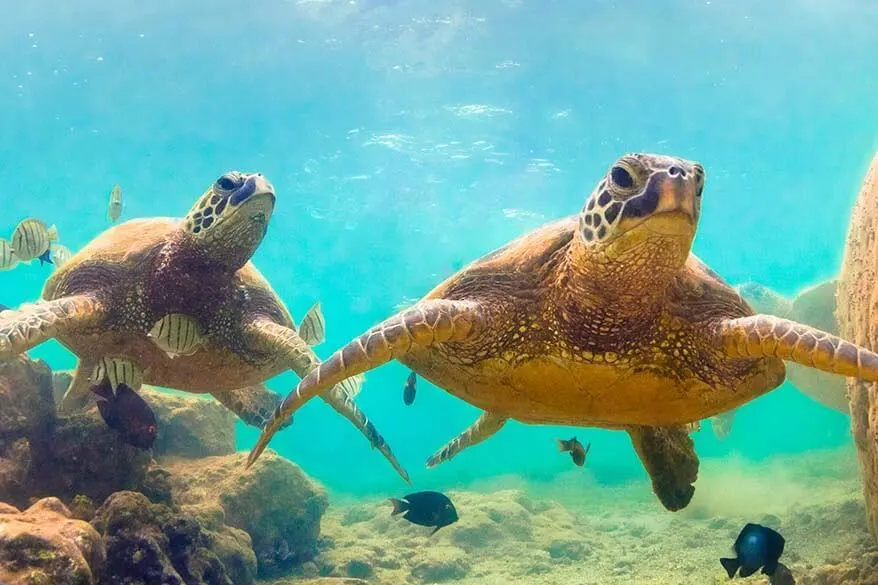 Best Maui activities - swimming with sea turtles