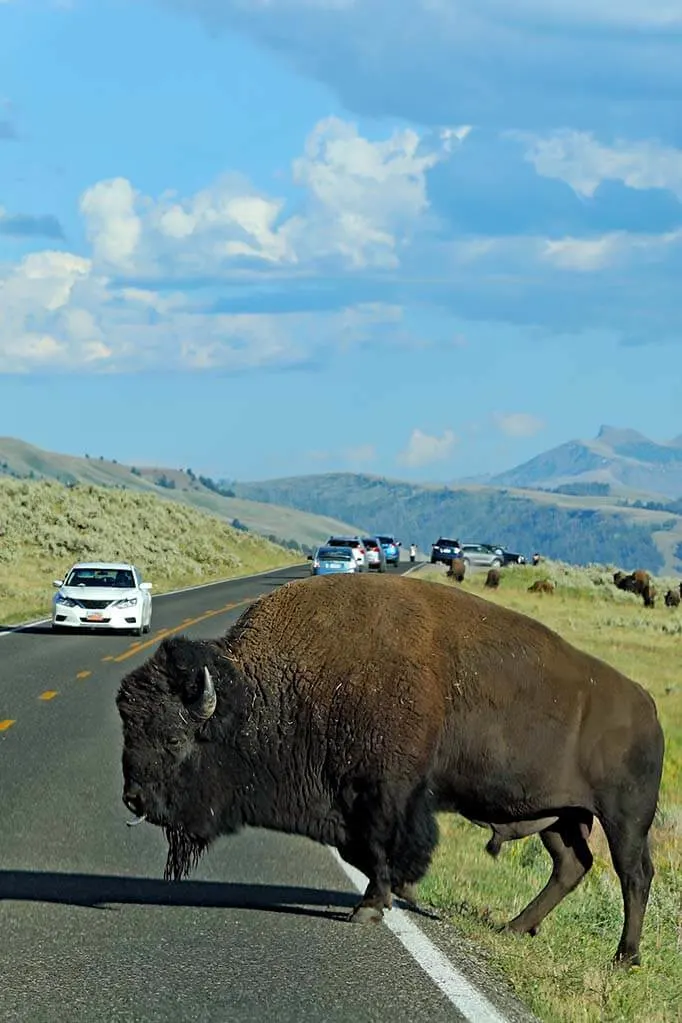 Bisonte en la carretera en el Parque Nacional Yellowstone en los EE.UU.